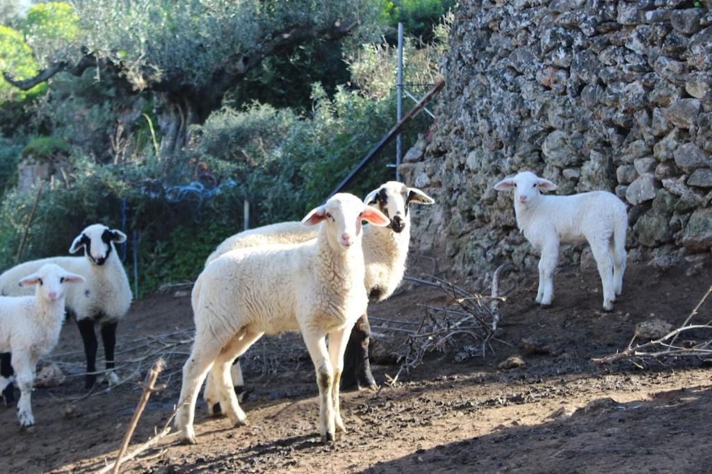 Hanakia Στούπα Εξωτερικό φωτογραφία